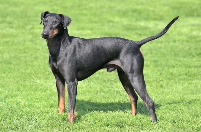 Manchester Terrier temperament