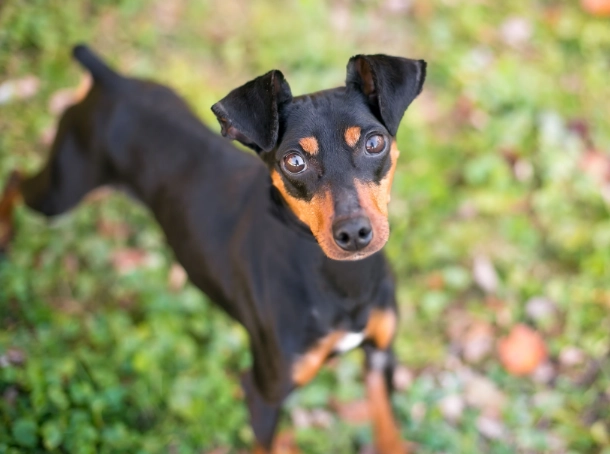 Manchester Terrier vs Miniature Pinscher
