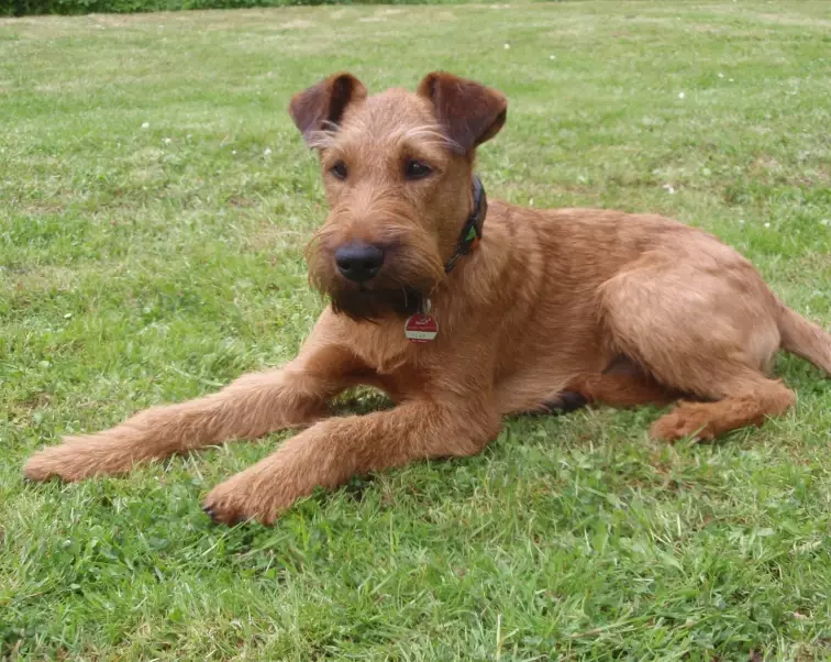 Irish Terrier temperament
