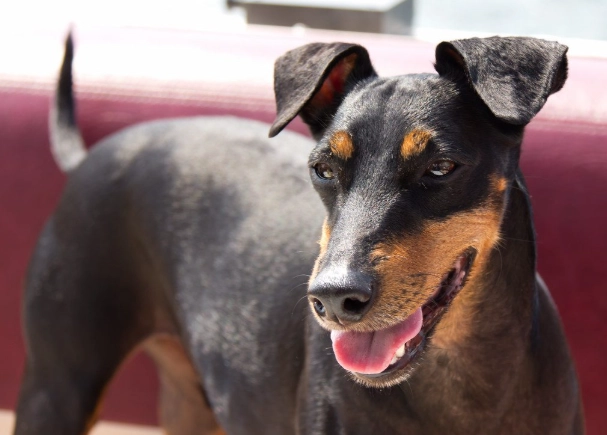 Manchester Terrier vs Miniature Pinscher