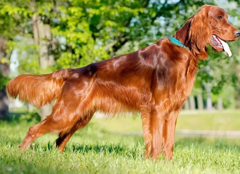 Irish Setter temperament Irish Setter temperament