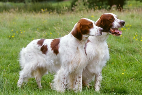 Irish Setter breed