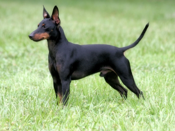 Manchester Terrier temperament