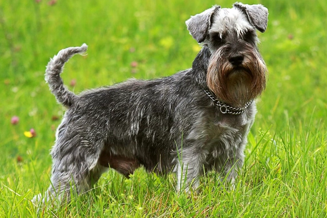 Miniature Schnauzer grooming Miniature Schnauzer grooming