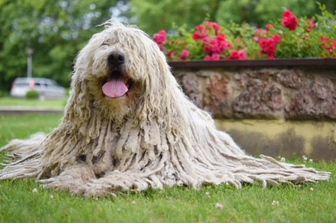 Komondor care Komondor care
