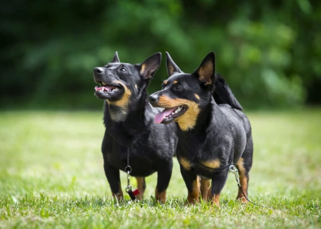 Lancashire Heeler temperament Lancashire Heeler temperament