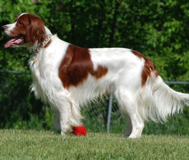 Red and White Setter dog