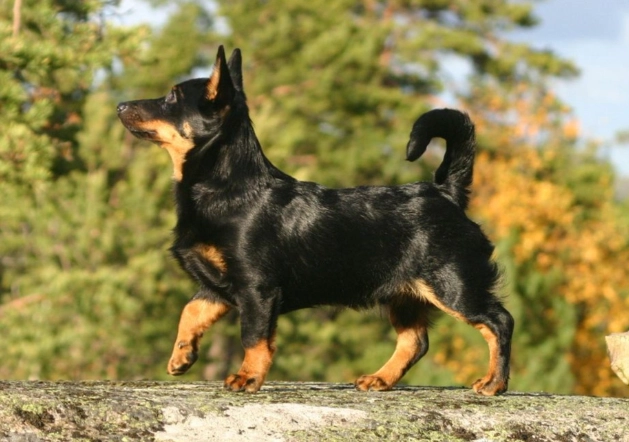 Lancashire Heeler dog