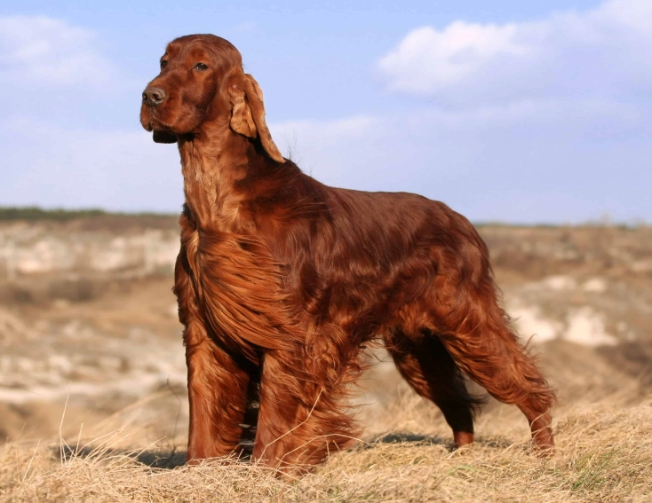 Irish Setter temperament Irish Setter temperament
