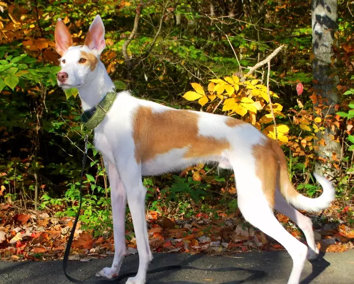 Ibizan Hound care Ibizan Hound care