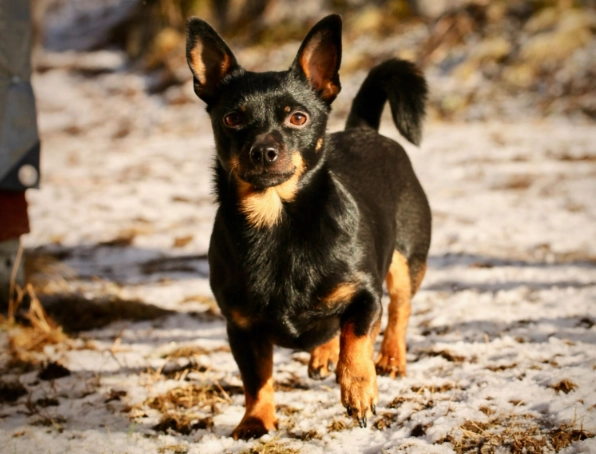 Lancashire Heeler temperament Lancashire Heeler temperament