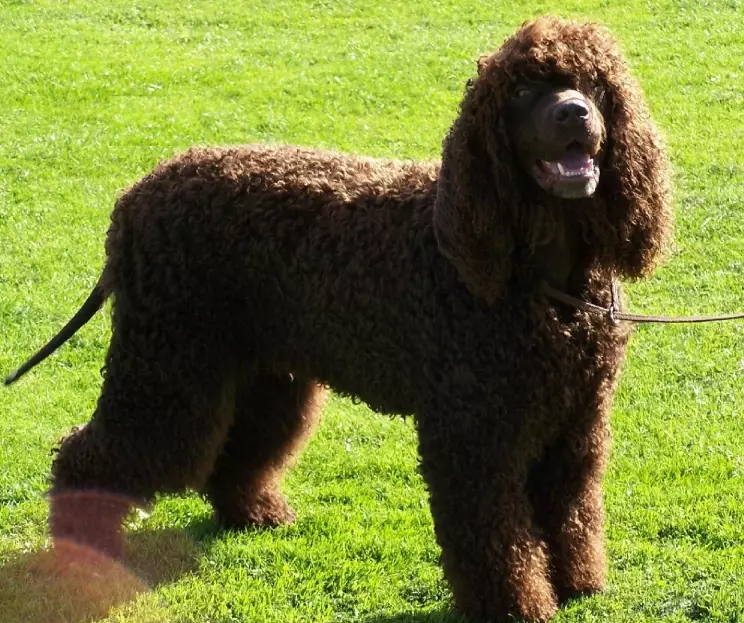 Irish Water Spaniel grooming