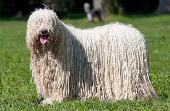 Komondor dog Komondor dog