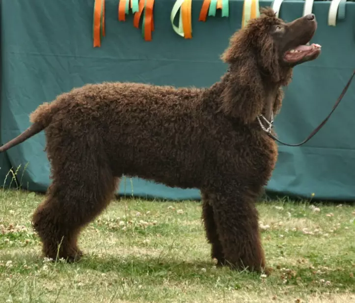 Irish Water Spaniel grooming