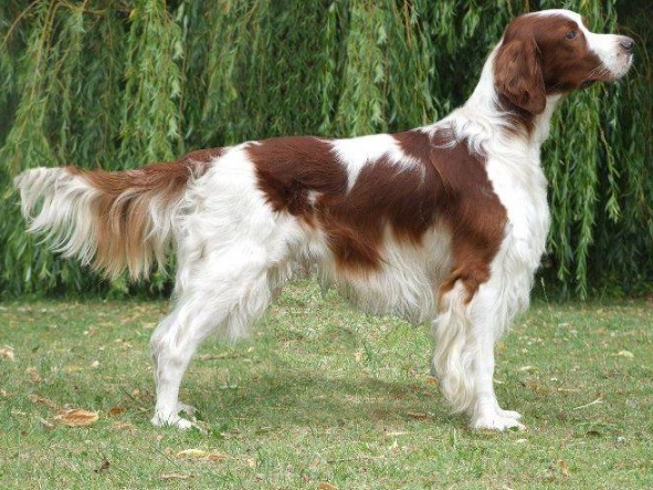 Irish Setter breed
