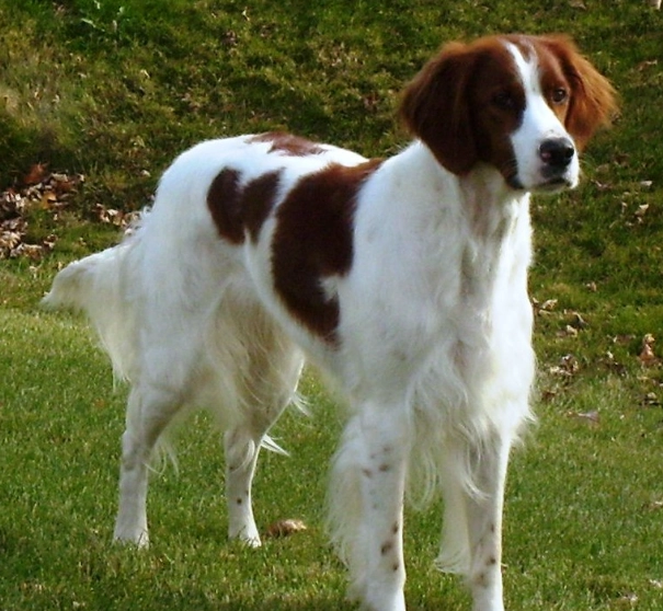 Red and White Setter dog