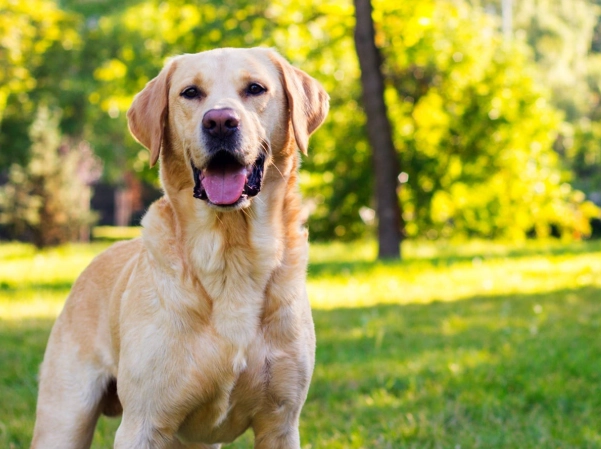 Labrador Retriever training