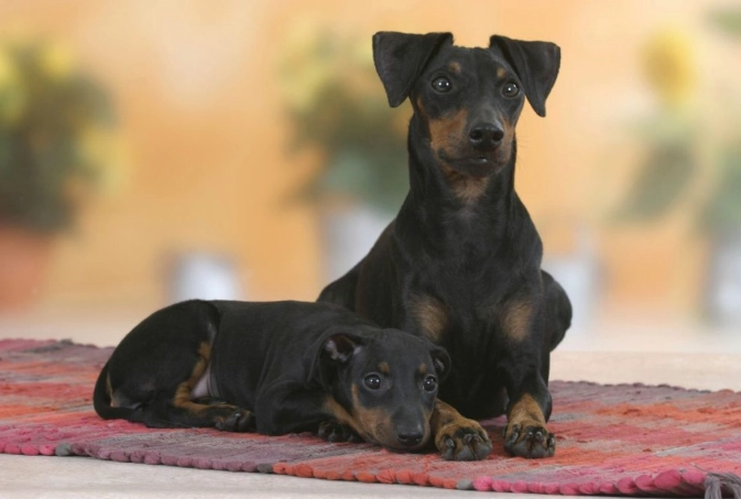 Manchester Terrier temperament