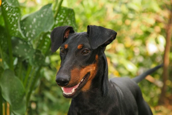 Manchester Terrier vs Miniature Pinscher