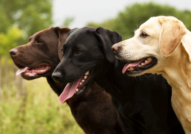 Labrador Retriever health