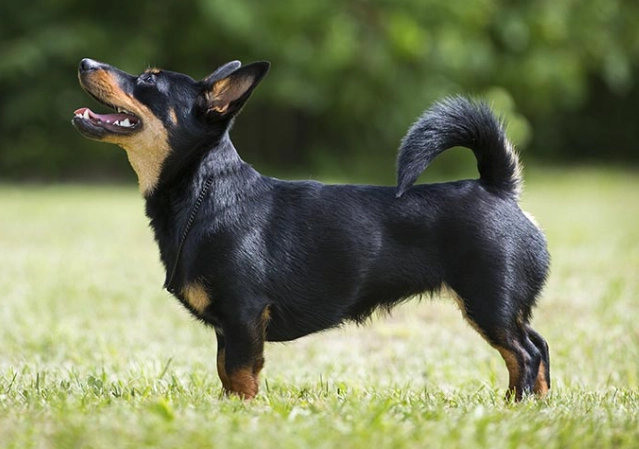 Lancashire Heeler temperament Lancashire Heeler temperament