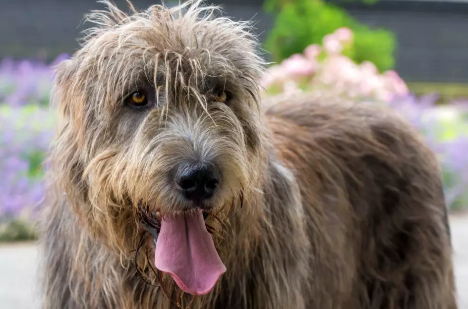Irish Wolfhound temperament