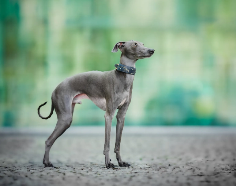 Italian Greyhound temperament Italian Greyhound temperament