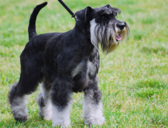 Miniature Schnauzer temperament Miniature Schnauzer temperament