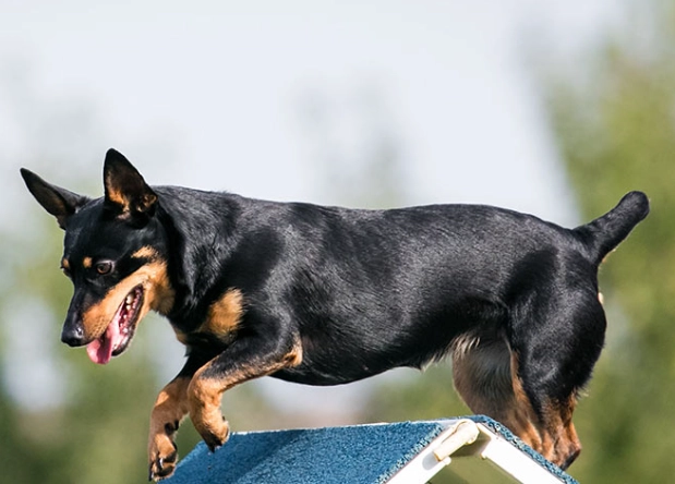 Lancashire Heeler dog Lancashire Heeler dog