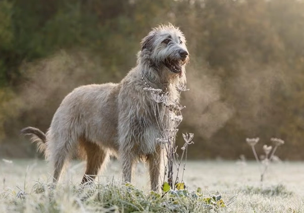 Irish Wolfhound temperament