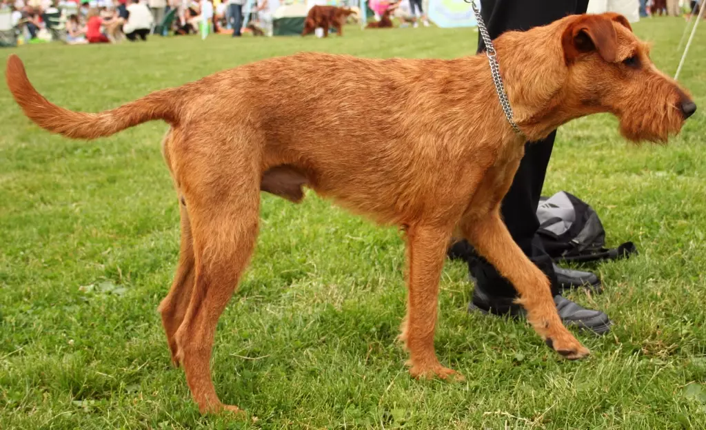 Irish Terrier grooming