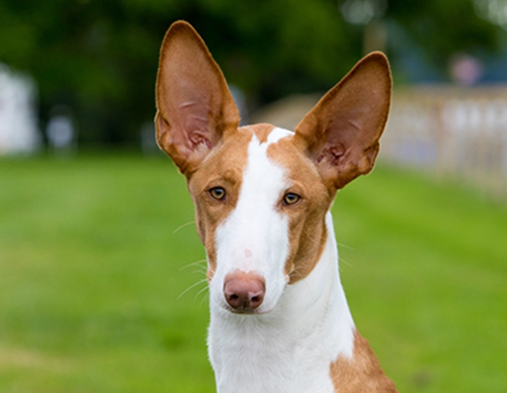 Ibizan Hound breed Ibizan Hound breed