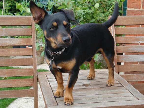 Lancashire Heeler temperament