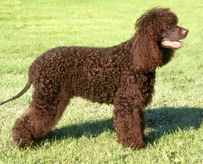 Irish Water Spaniel grooming