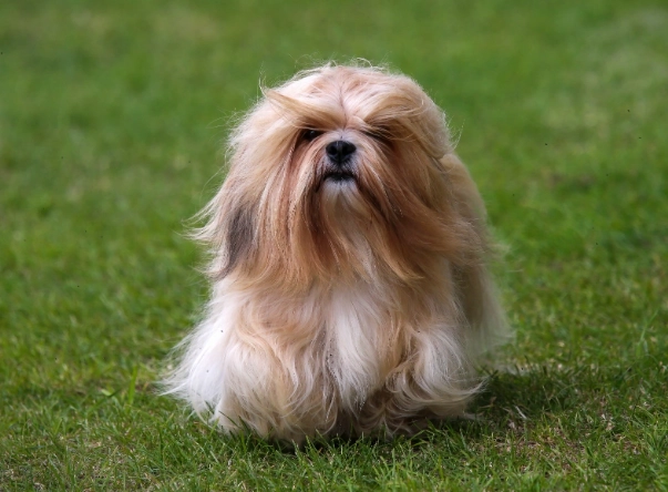 Lhasa Apso temperament