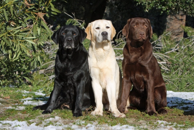 Labrador Retriever training