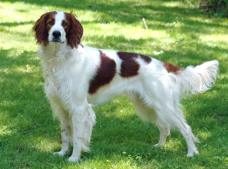 Irish Setter breed