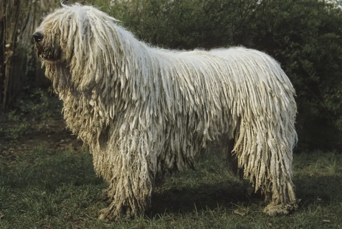 Komondor breed information Komondor breed information