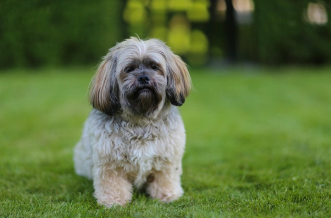 Lhasa Apso grooming
