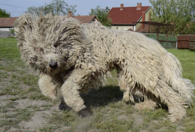 Komondor breed information Komondor breed information