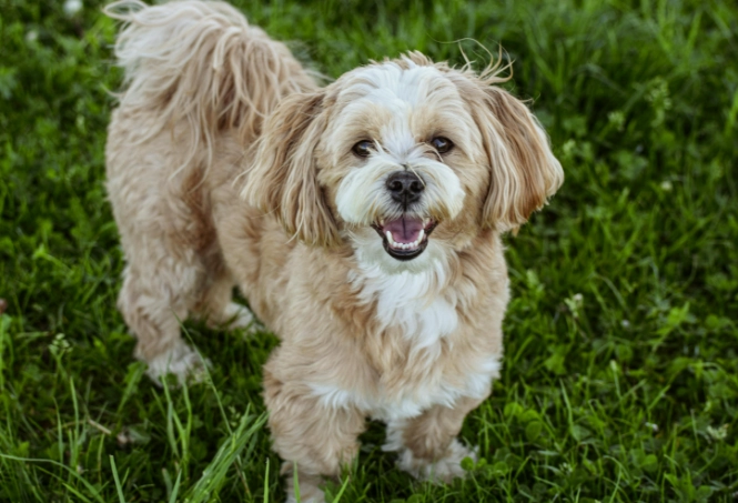 Lhasa Apso temperament