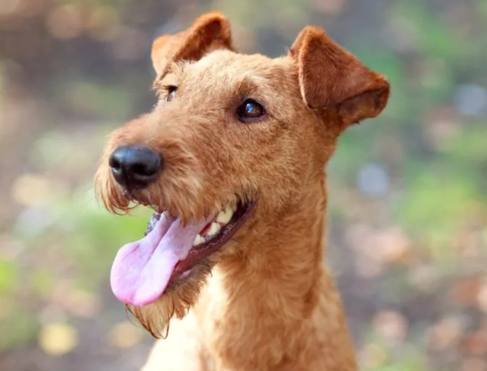 Irish Terrier temperament