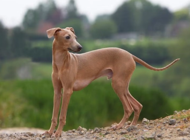 Italian Greyhound temperament Italian Greyhound temperament