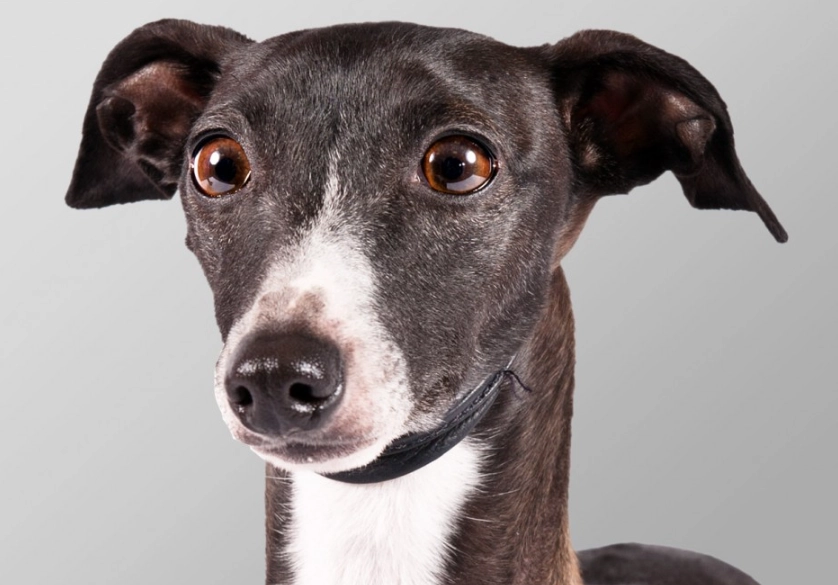 Italian Greyhound care Italian Greyhound care