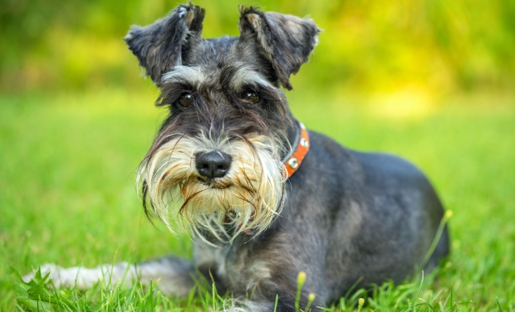 Miniature Schnauzer care Miniature Schnauzer care