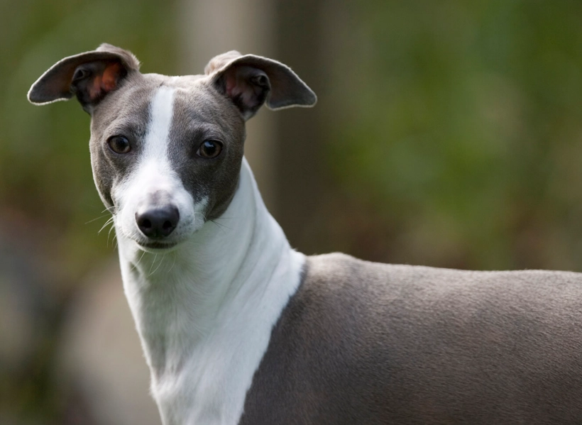 Italian Greyhound temperament Italian Greyhound temperament