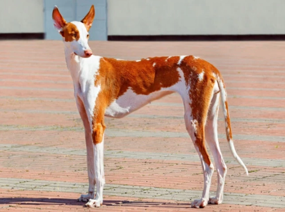 Ibizan Hound care Ibizan Hound care