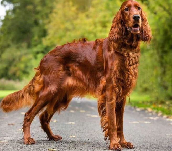 Irish Setter puppy Irish Setter puppy