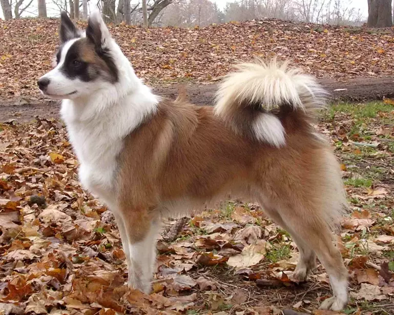 Icelandic Sheepdog care