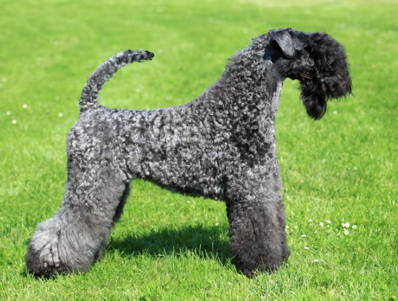 Kerry Blue Terrier grooming